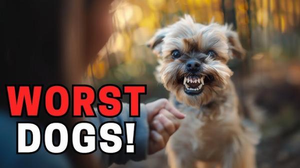 Why Shih Tzus Are the Worst Dog - And Why You Might Be Wrong
