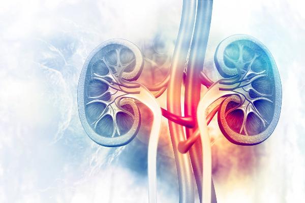 Kidney Fibrosis Treatment Market Poised for Growth as Research into Anti-fibrotic Therapies Advances