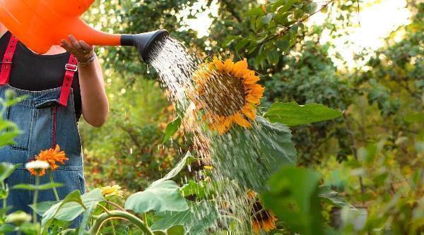 Do Sunflowers Need a Lot of Water Daily for Growth