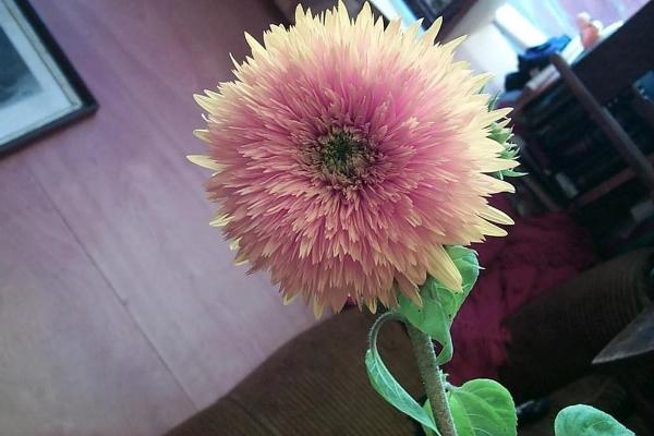 Pink Teddy Bear Sunflower: Twist on Garden Elegance