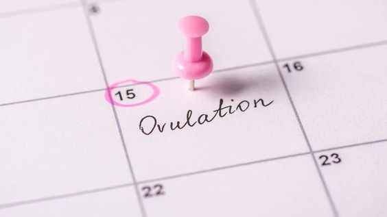 How to Use an Ovulation Calculator to Plan Your Pregnancy