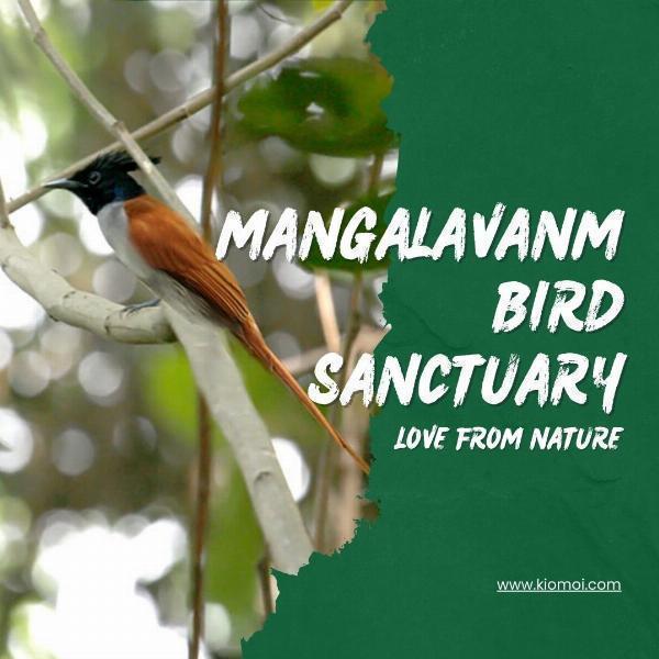 Discovering Mangalavanam Bird Sanctuary: A Natural Gem in Kochi