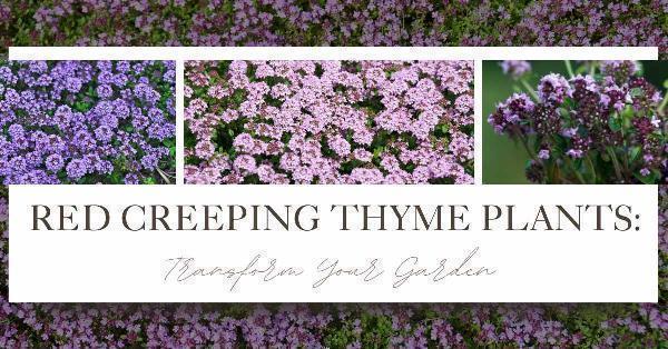 Red Creeping Thyme Plants: Transform Your Garden