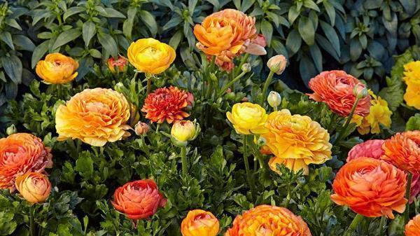 Exploring the Diverse World of Ranunculus Varieties