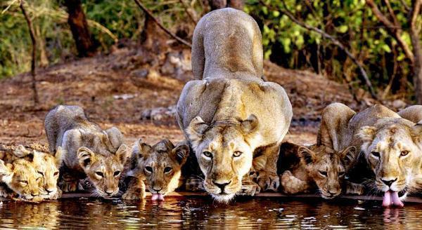 Sassan Gir Tour Packages: Explore Gir National Park and Gujarat Tourism