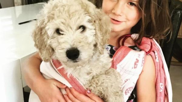 Goldendoodle: The Perfect Emotional Support Companion