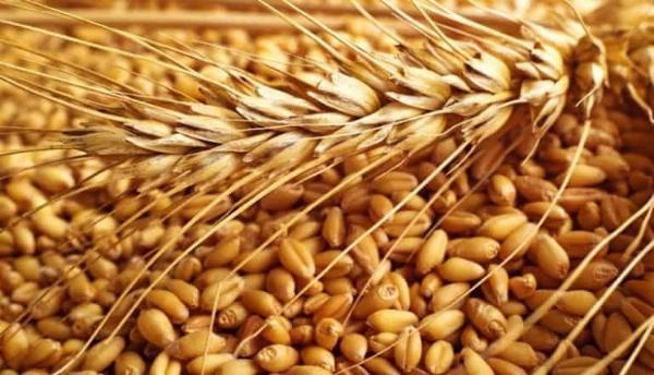 Grain Farming Market: Economic Factors Driving Growth
