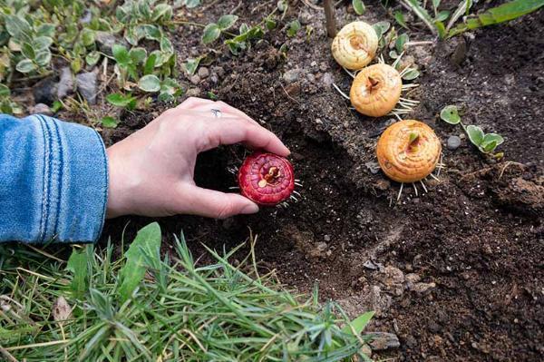 Digging Deep: How Deep to Plant Gladiolus Bulbs?