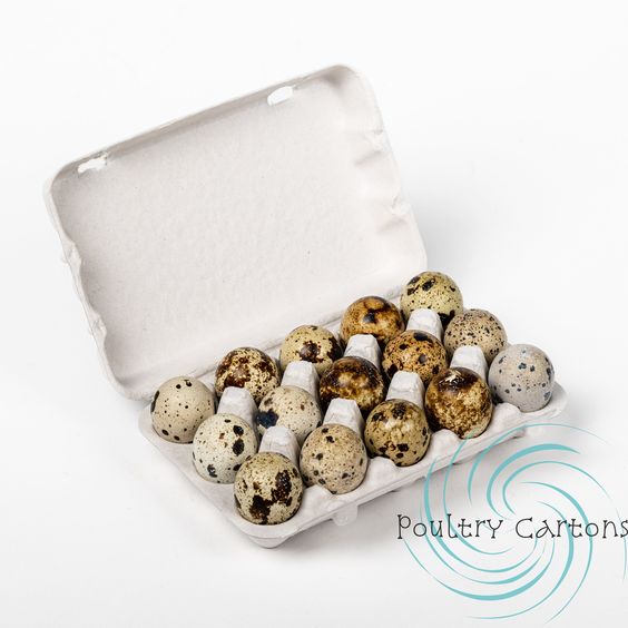 Egg Cartons: A Comprehensive Guide to Packaging Eggs