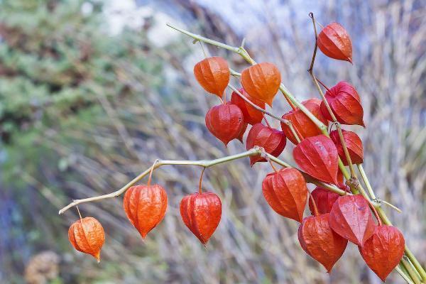 Discover the Charm of Chinese Lantern Plant Varieties