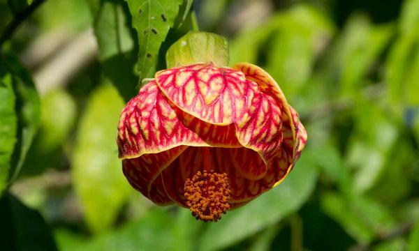 Hidden Danger: Chinese Lantern Plant Poisonous