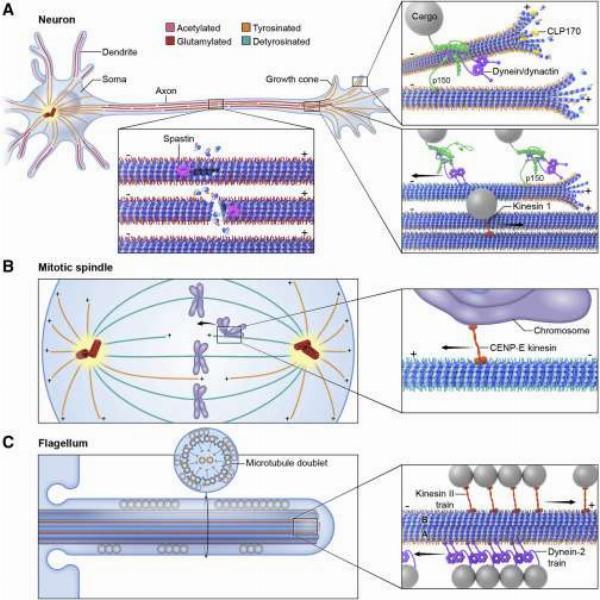 Cytoskeleton: Molecular Structure and Applications
