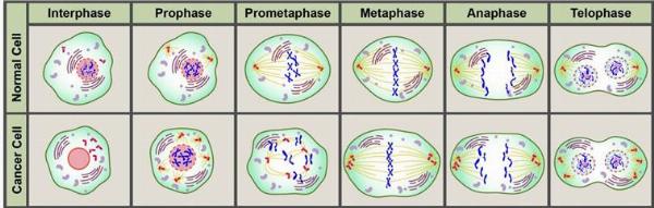Innovative Labs Rolls Out Enhanced Centrosome Research Tools for Cancer Studies
