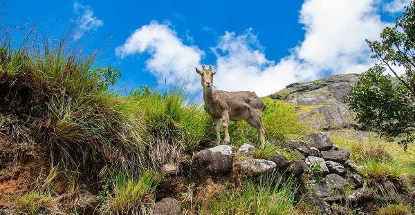 Eravikulam National Park: A Jewel of Munnar, Kerala