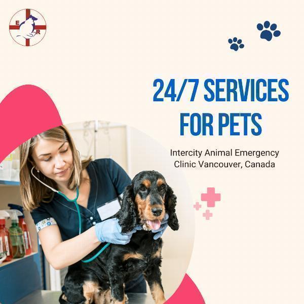 Vet emergency Near Me: Be Ready for Anything