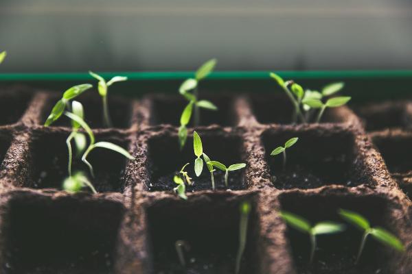 Seeds Market: Where Every Seed is a Step Towards Growth!