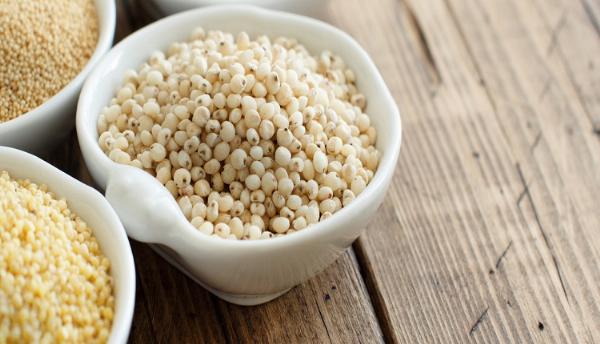 Sorghum Seed Market Review: Key Factors Influencing Future Trends