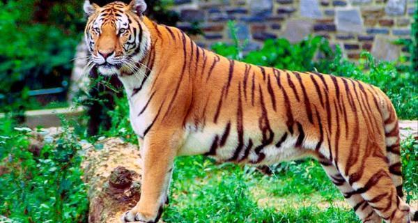Exploring the Wonders of Alipore Zoo: Kolkata's Historic Wildlife Haven