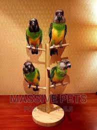 Senegal Parrot: A Comprehensive Guide to Caring and Buying the Perfect Feathered Companion
