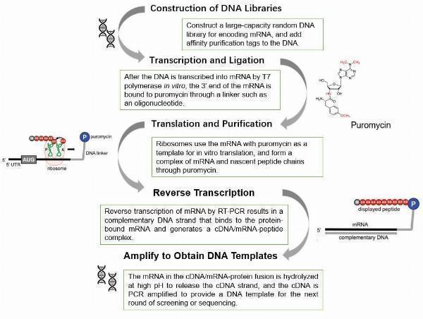 Powering Up In Vitro Screening with mRNA Display Technology