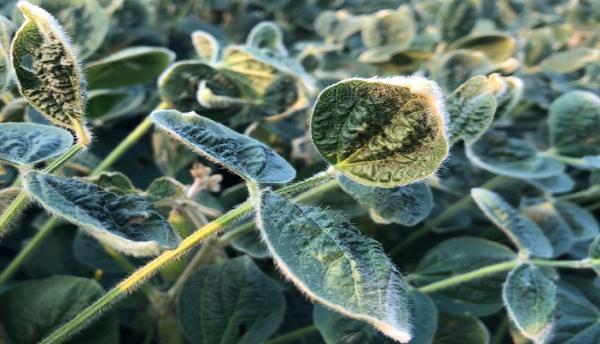 Dicamba Herbicide Market: Shaping the Future of Weed Management