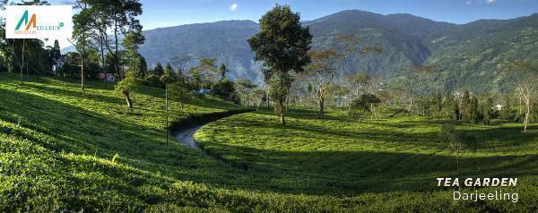 Why is the Sikkim Darjeeling Tour Package Ideal for Couples and Families?