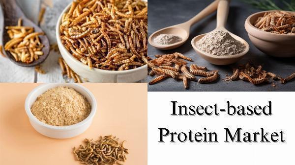 Insect-based Protein Market Size, Share, Industry Trends and Forecast by 2029