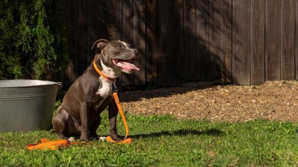 Your Partner in Pet Waste Management - Scoop Ddoo