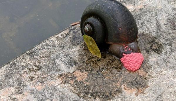 Molluscicides Market: Economic Impact on the Agriculture Industry