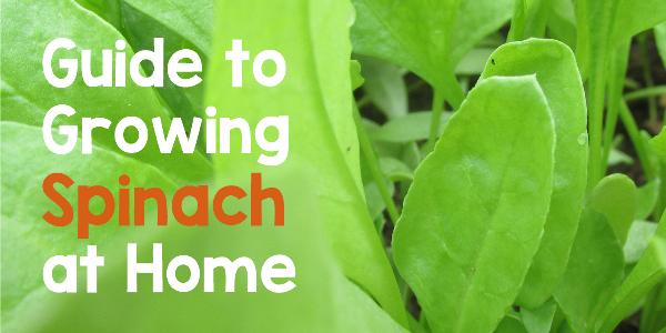 An Easy-to-Read Guide to Spinach Farming in India