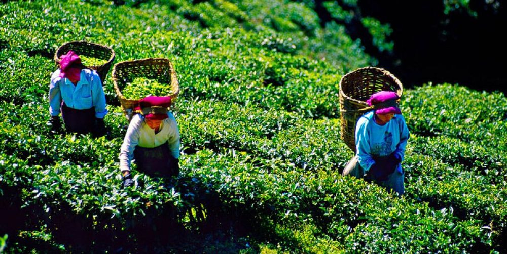 Happy Valley Tea Estate: A Journey into the Heart of Darjeeling’s Tea Legacy
