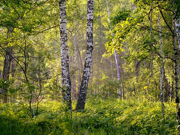 Discovering Molai Forest: A Green Sanctuary in Assam
