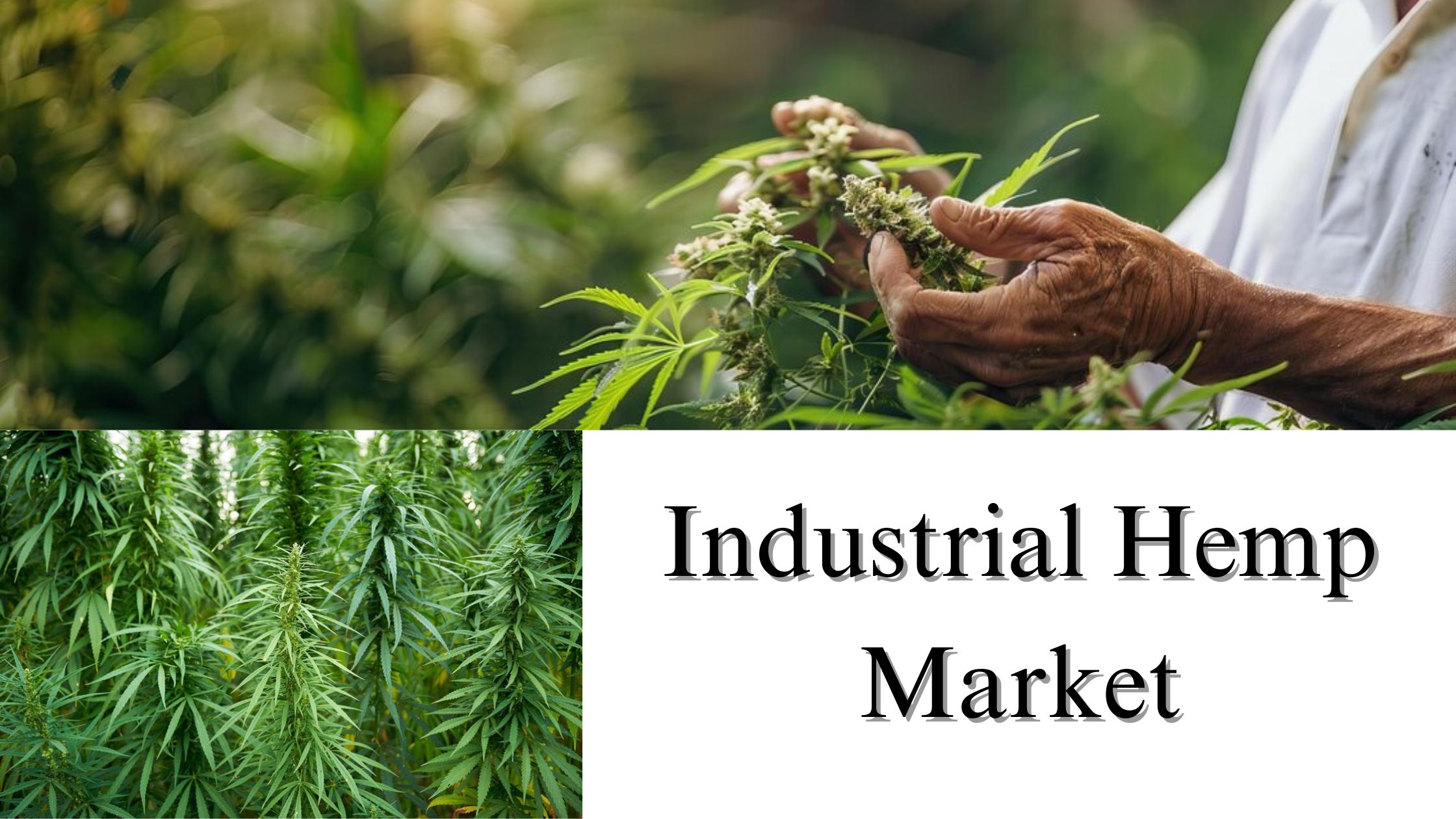 Industrial Hemp Market Size, Share, Growth Trends Forecast to 2032