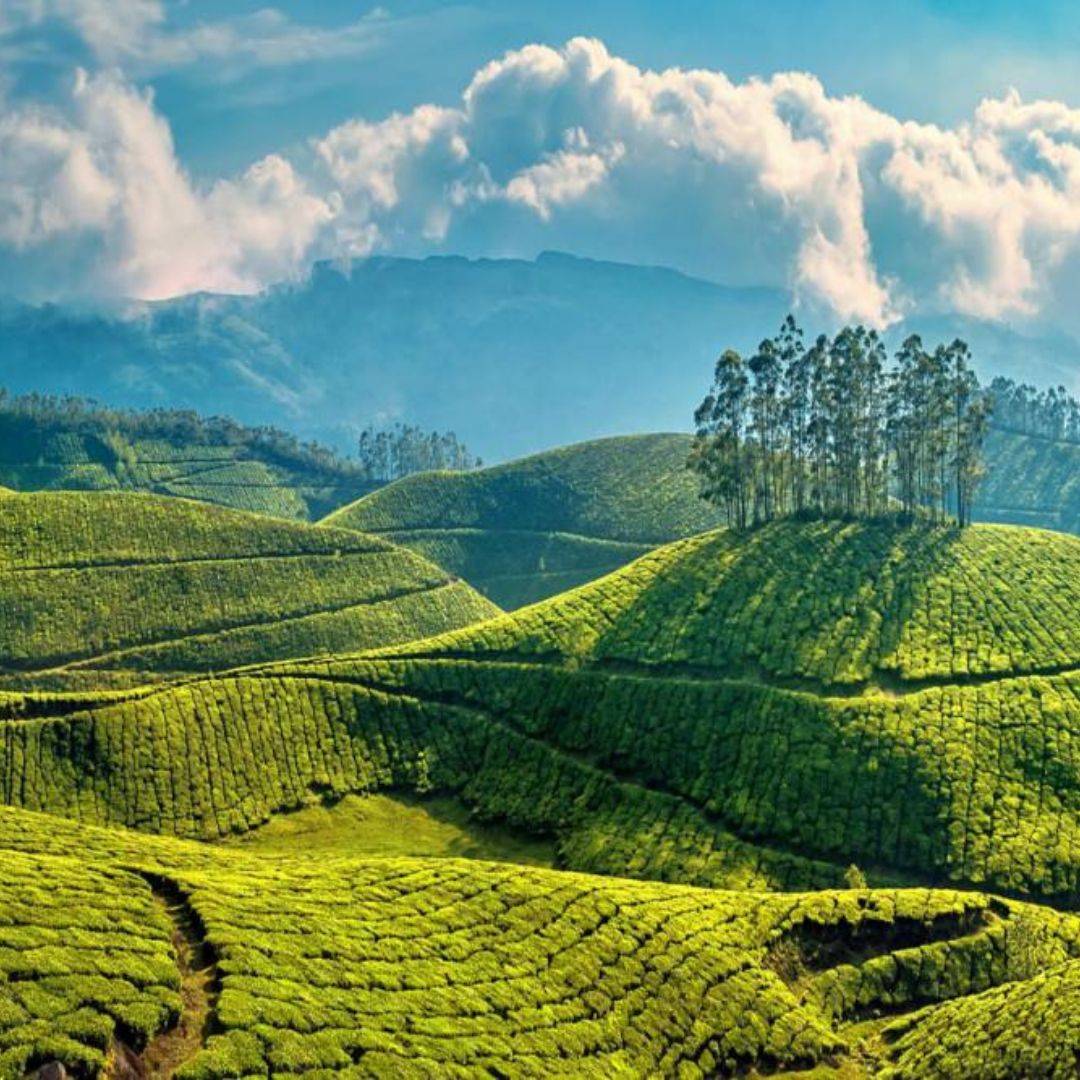 Discovering Pothamedu View Point: Munnar’s Scenic Gem