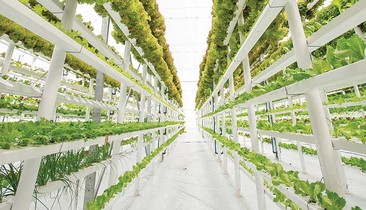 United States Smart Greenhouse Market: Robotics Revolutionizing Crop Production