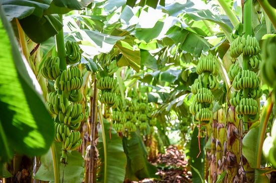 Banana Processing Plant Setup Report 2024: Business Plan, and Project Cost