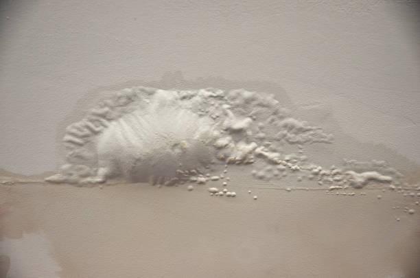 How Water Mitigation Services in Hall County Handle Water Damage Emergencies