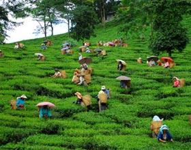 How the Gangtok Darjeeling Tour Package Offers a Blend of Adventure and Relaxation