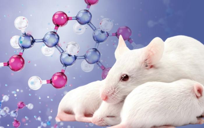 Global Animal Model Market Share Grows Amid Advancements in Biomedical Research