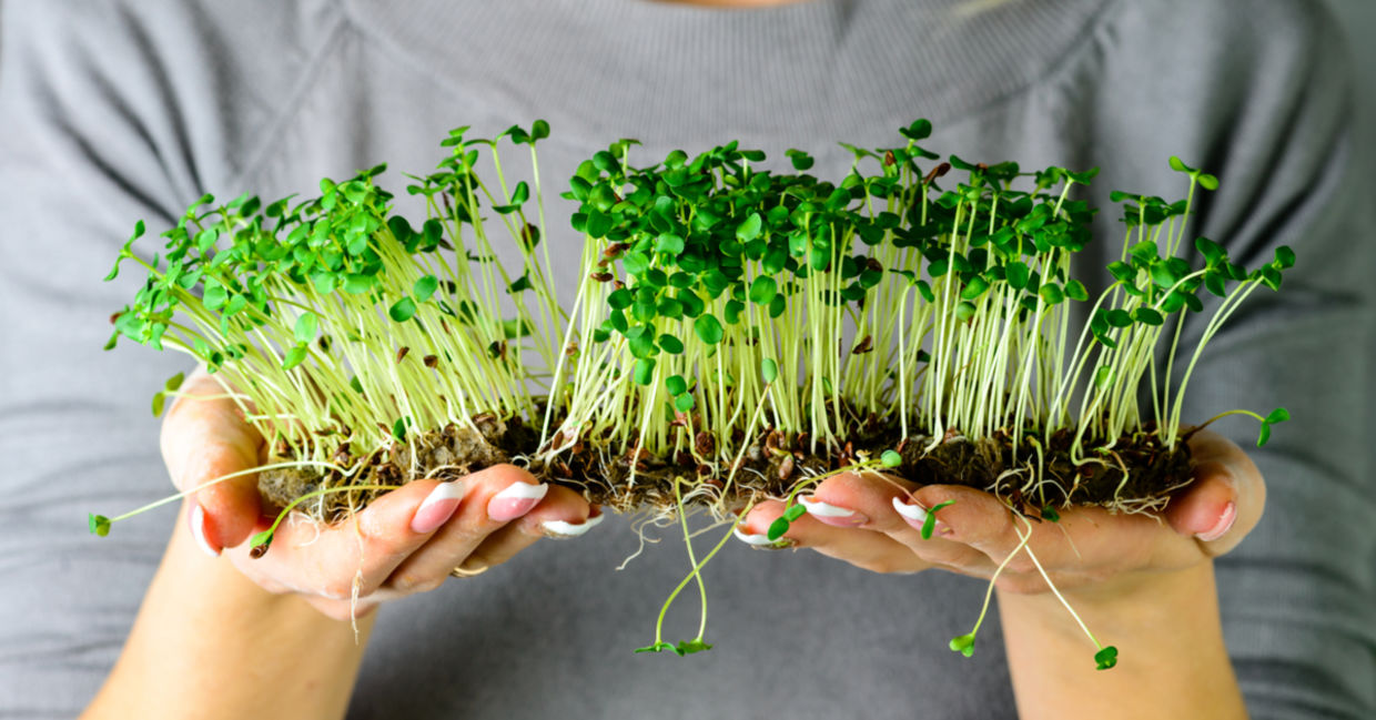 Microgreens Market Size, Trends, Growth, Opportunity and Forecast 2024-2032