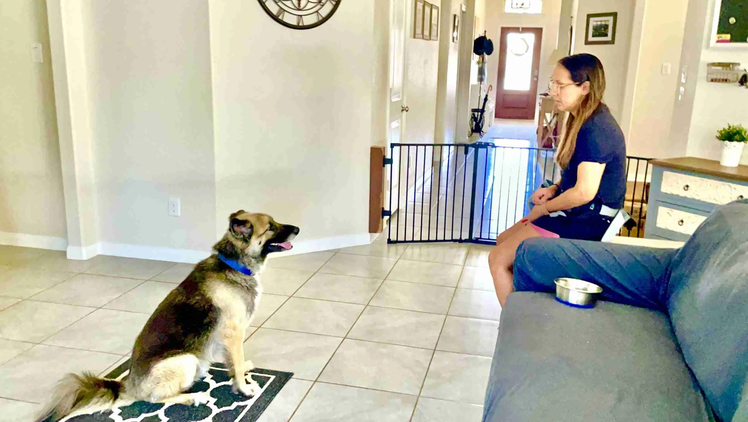 Discover the Best Puppy Training with New Vista K9