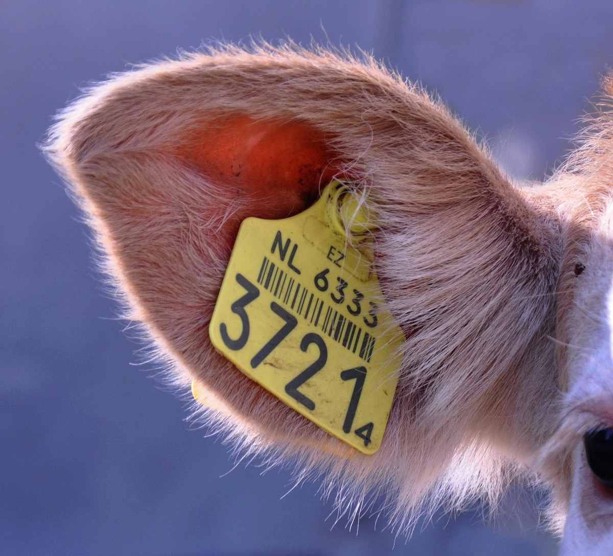 Electronic Ear Tags for Livestock Market: Transforming Animal Management
