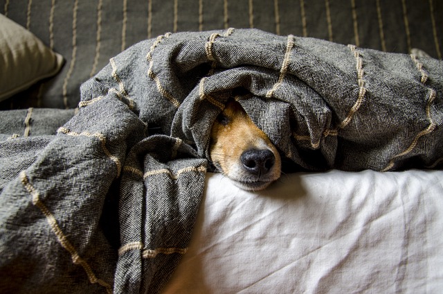 How to Keep a Dog Comfortable in Your Home