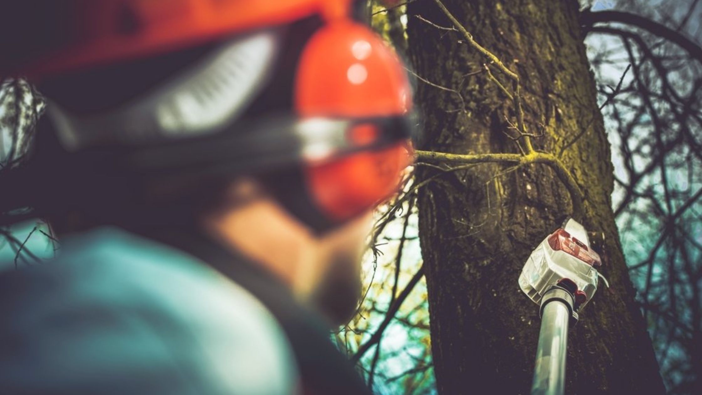 What Happens If You Skip Professional Tree Trimming Services?