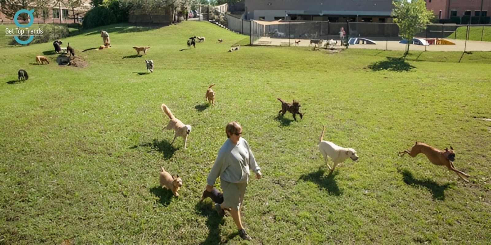 Customized Dog Training Services in Danville, VA for Different Breeds