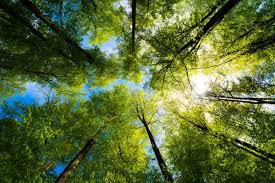 Exploring the Benefits of Mindfulness in Daily Life