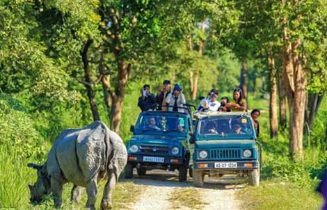 Discovering Pobitora Wildlife Sanctuary: A Nature Lover's Paradise