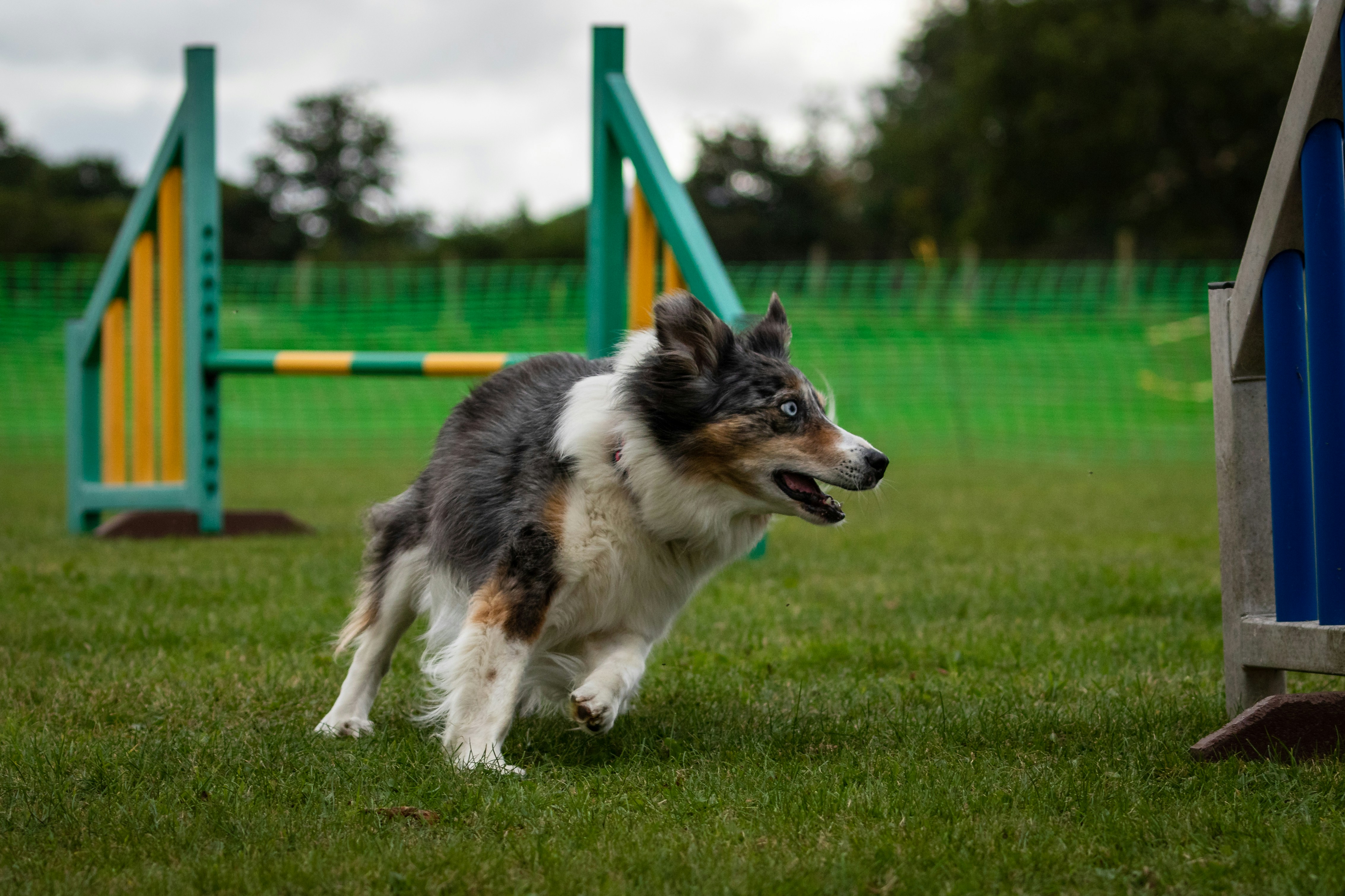 Urban Paws: Understanding Dog Behaviourists in London
