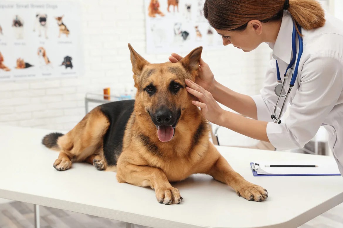 Best Ways to Exercise Your Pet