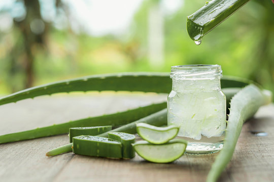 Aloe Vera Processing Plant Report 2024: Business Plan, and Project Cost